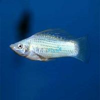 Lyretail Silver Molly 5.5cm