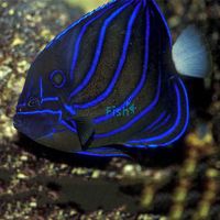 Blue Ring Angelfish - Medium Juvenile