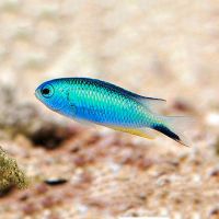 Allens Damselfish MED