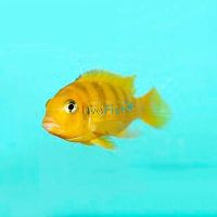 Lombardoi 4cm