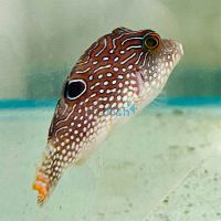 Puffer Peacock MED