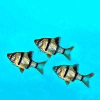 Tiger Barb 2cm