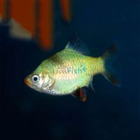 Jade Tiger Barb 4cm