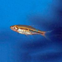 Red Tail Rasbora 3cm 