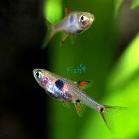 50x Maculata Rasbora 1cm