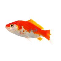 Comet Red & White 9cm