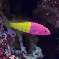 Bicolour Dottyback MED