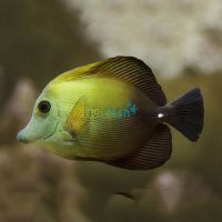 Tang Scopas MED