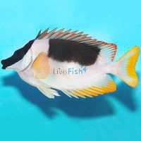 Magnificent Rabbitfish - Large