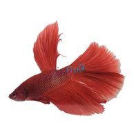 Super Delta Tail Male Fighter 5cm