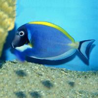 Tang Powder Blue MED
