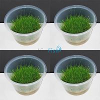 4x Mini Hair Eleocharis Acicularis - TC