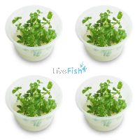 4x Bacopa Caroliniana - TC