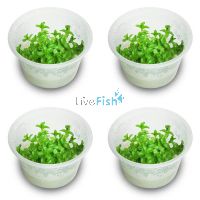 4x Bacopa Amplexicaulis 'Giant Red Bacopa' - TC