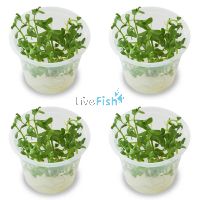4x Bacopa Monnieri - TC