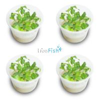 4x Mini Bamboo Floscopa Scandens - TC