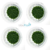 4x Cuba Hemianthus Callitrichoides - TC
