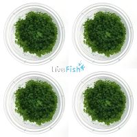 4x Monte Carlo Micranthemum Umbrosum - TC