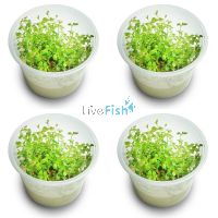 4x Pennywort Lysimachia Nummularia - TC