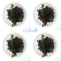 4x Rotala Rotundifolia Colorata - TC