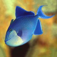 Niger Triggerfish - Medium