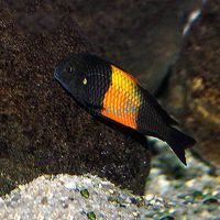 Black Tropheus - Bemba Red 3.5cm