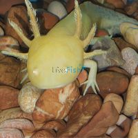 Turtle and Axolotl Pebble 5kg