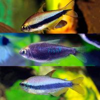 Emperor Tetra Pack