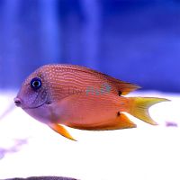 Two Spot Bristletooth Tang MED