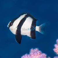 White Tail Humbug Damselfish MED