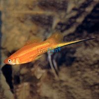 Red Swordtail 5cm