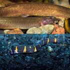 Loach Package