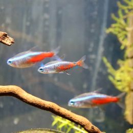 20x Neon Tetra 2cm