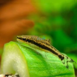 5x Otocinclus Catfish 3.5cm