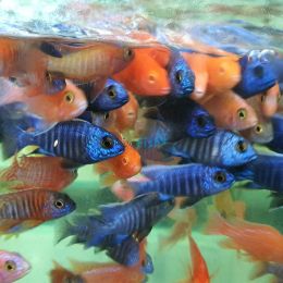 6x Assorted Peacock 5cm