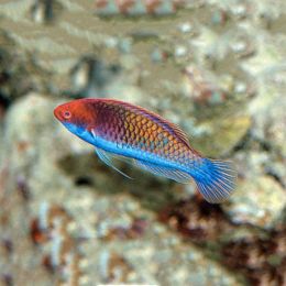 Multicolour Fairy Wrasse 