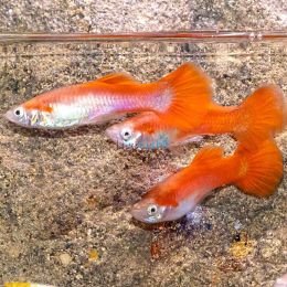 Male Red Guppy 3.5cm