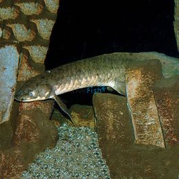 Australian Lungfish 12-15cm