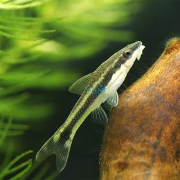 10x Otocinclus Catfish 3.5cm