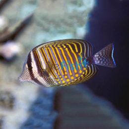 Tang - Indian Ocean Sailfin 