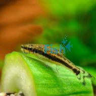 Otocinclus Catfish - Otocinclus Arnoldi