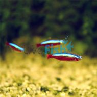 Cardinal Tetra 