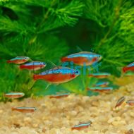 Cardinal Tetra Spectacular
