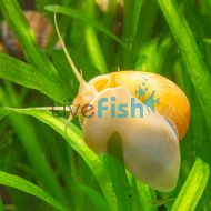 10x Gold Mystery Snail