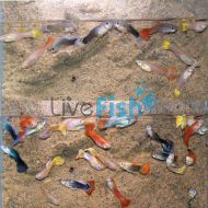 20x Male and Female Guppy Mix - Poecilia reticulata