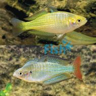 Melanotaenia fluviatilis