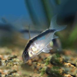 Arcuatus Corydoras 3.5cm